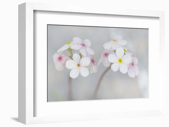 Androsace Villosa Flowers Covered in Water Droplets, Liechtenstein, June 2009-Giesbers-Framed Photographic Print