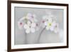 Androsace Villosa Flowers Covered in Water Droplets, Liechtenstein, June 2009-Giesbers-Framed Photographic Print