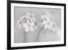 Androsace Villosa Flowers Covered in Water Droplets, Liechtenstein, June 2009-Giesbers-Framed Photographic Print