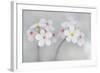 Androsace Villosa Flowers Covered in Water Droplets, Liechtenstein, June 2009-Giesbers-Framed Photographic Print