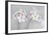 Androsace Villosa Flowers Covered in Water Droplets, Liechtenstein, June 2009-Giesbers-Framed Photographic Print