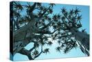 Stretched Canvas