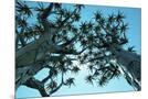 Wood Mount