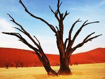 Dead Valley in Namibia-Andrushko Galyna-Photographic Print
