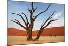 Wood Mount