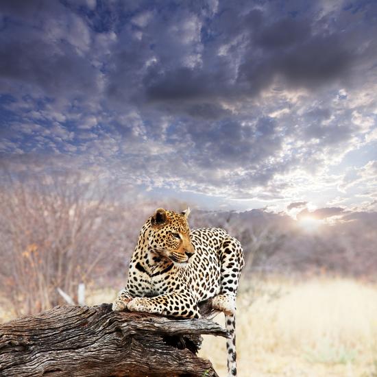 Premium Photographic Print, , large
