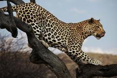 Leopard-Andrushko Galyna-Photographic Print