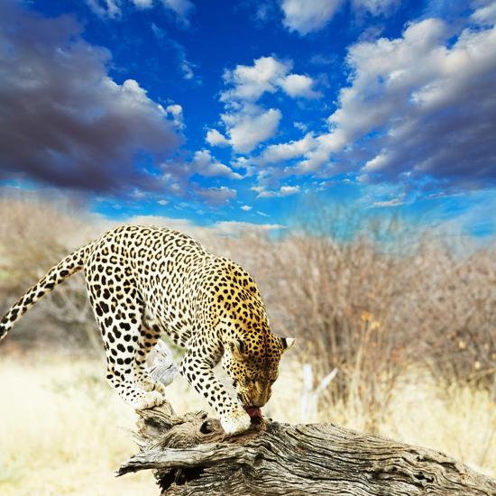 Premium Photographic Print, , large