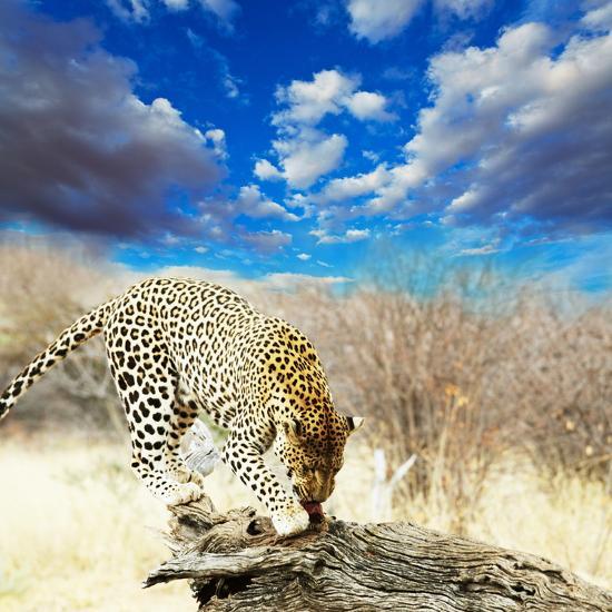 Photographic Print, , large