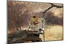 Wood Mount