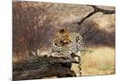 Wood Mount