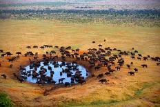 Herd of Buffaloes in Water Hole-Andrzej Kubik-Photographic Print