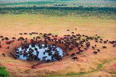 Herd of Buffaloes in Water Hole-Andrzej Kubik-Photographic Print