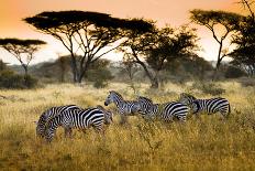 Herd of Zebras on the African Savannah-Andrzej Kubik-Photographic Print