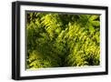 Black Frame
