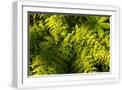White Frame