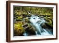 Brown Frame