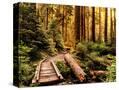 Stretched Canvas