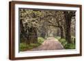 Brown Frame