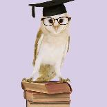 Barn Owl with Books Wearing Glasses and Mortar Board-Andy and Clare Teare-Photographic Print