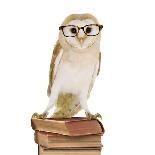 Barn Owl with Books Wearing Glasses-Andy and Clare Teare-Photographic Print