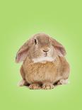 Domestic Rabbit on Spring Green Background-Andy and Clare Teare-Photographic Print
