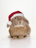 Domestic Rabbit Wearing Straw Hat with Daisies-Andy and Clare Teare-Photographic Print