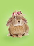 Domestic Rabbit Wearing Straw Hat with Daisies-Andy and Clare Teare-Photographic Print