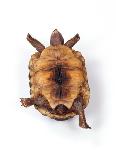 Tortoise Lying on Back-Andy and Clare Teare-Photographic Print