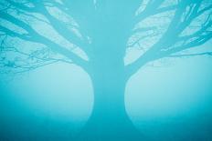 Forest Trees in Fog-Andy Bell-Mounted Photographic Print