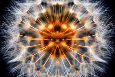 Mirrored Dandelion-Andy Bell-Photographic Print