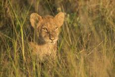 Lion Cub, Kruger National Park, South Africa, Africa-Andy Davies-Photographic Print