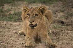 Lion Cub, Kruger National Park, South Africa, Africa-Andy Davies-Photographic Print