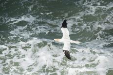 Northern Gannet (Sula Bassana) in Flight, United Kingdom, Europe-Andy Davies-Photographic Print