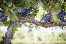 Vineyard with Lush, Ripe Wine Grapes on the Vine Ready for Harvest.-Andy Dean Photography-Framed Photographic Print