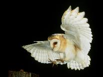 Barn Owl-Andy Harmer-Framed Photographic Print