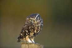 Little Owl-Andy Harmer-Photographic Print