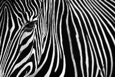 Zebra in Lisbon Zoo-Andy Mumford-Stretched Canvas