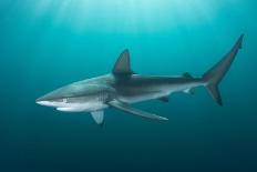 Dusky shark swimming through light rays, South Africa-Andy Murch-Photographic Print