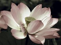 The Lotus I-Andy Neuwirth-Laminated Photo