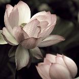 The Lotus I-Andy Neuwirth-Laminated Photo