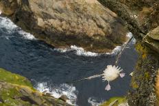 Fulmar (Fulmarus Glacialis) Bird Hanging in Air over Cliffs, Shetland Islands, Scotland-Andy Parkinson-Framed Photographic Print