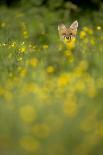 Red Fox (Vulpes Vulpes) in Meadow of Buttercups. Derbyshire, UK-Andy Parkinson-Stretched Canvas