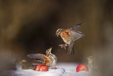 Redwings (Turdus Iliacus) Squabbling over an Apple in Snow-Andy Parkinson-Photographic Print