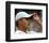 Andy Roddick-null-Framed Photo