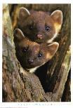 Pine Martens-Andy Rouse-Framed Poster