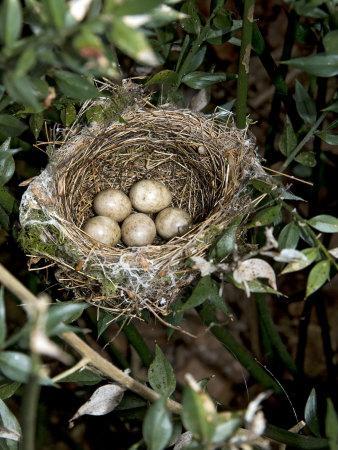 Blackcap Nest with Five Eggs, Hampshire, England, UK