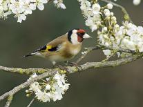 Goldfinch Perched Amongst Blackthorn Blossom, Hertfordshire, England, UK-Andy Sands-Photographic Print