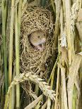 Harvest Mouse Adult Emerging from Breeding Nest in Corn, UK-Andy Sands-Photographic Print