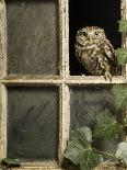 Little Owl in Window of Derelict Building, UK, January-Andy Sands-Photographic Print
